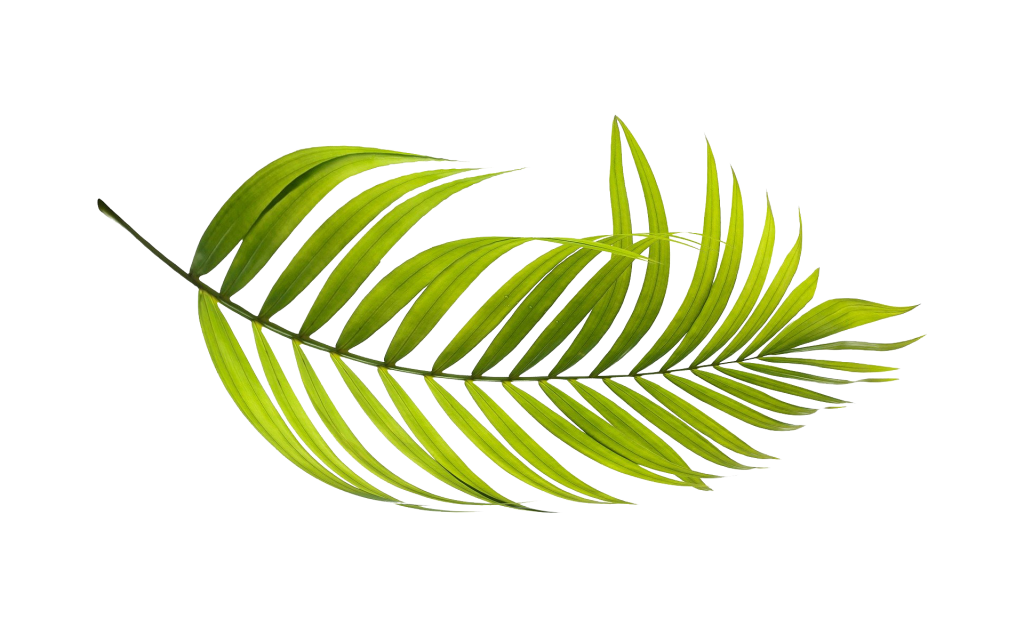 feuille-png